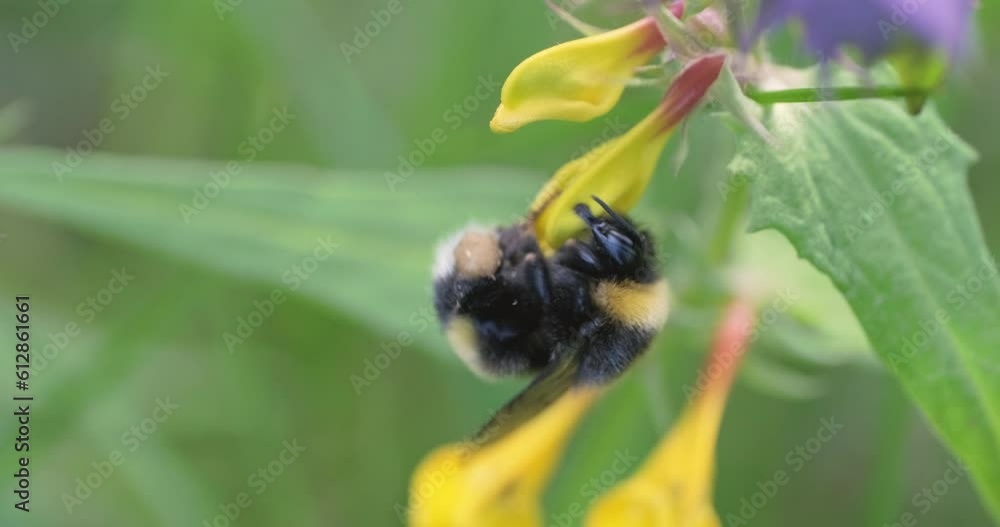 Bumblebee on yellow flower, slow motion close-up handheld shot. Natural afternoon lighting, sunny summer day. Bumblebee on yellow flower, slow motion close-up handheld shot. Natural afternoon lighting, sunny summer day.
