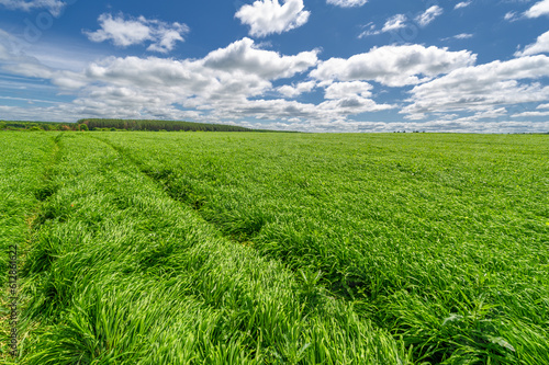 Spring photography  young shoots of cereals. Ripening wheat. Green shoots of photosynthesis under the bright sun. Phosphorus and nitrogen fertilizers introduced