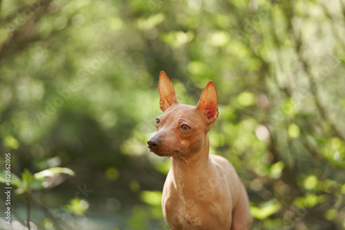 Portrait of an American Hairless Terrier against bokeh background. Small dog in nature, close-up pet