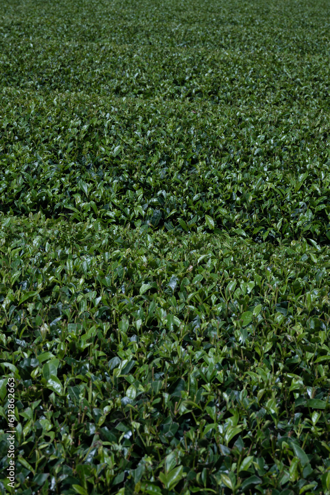 茶の木に繁る緑色の葉