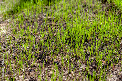 freshly sown grass growing in the garden