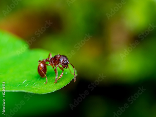 ant on a leaf © Rumen