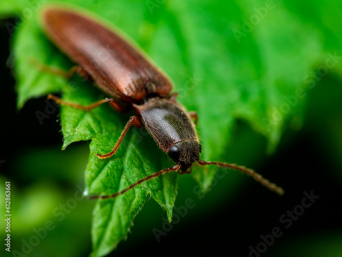 bug on a leaf