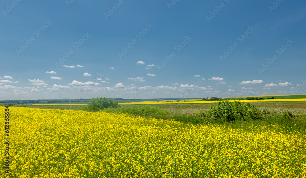 Rapeseed (Brassica napus subsp. Napus) with bright yellow flowering, cultivated thanks to oil-rich seeds, canola is an important source of vegetable oil and a source of protein flour.