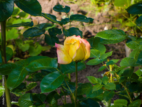 A close-up photo of a rose flower © Boris