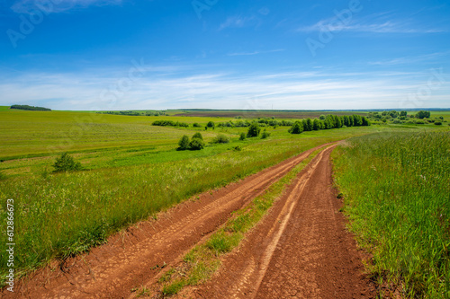 summer landscape, dirt road from black soil, blue cloudless sky, green wheat, a walk along the European part of the earth