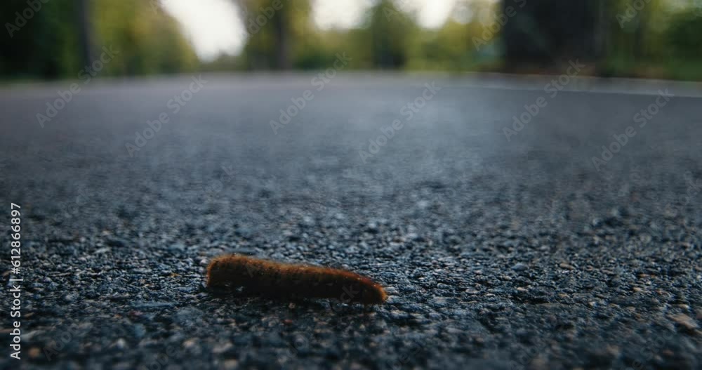 Caterpillar on road Caterpillar on road