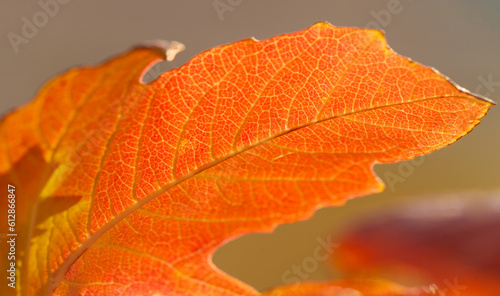 Autumn leaves on the branches of trees. The heart of autumn must have broken here and poured its treasure on the leaves.