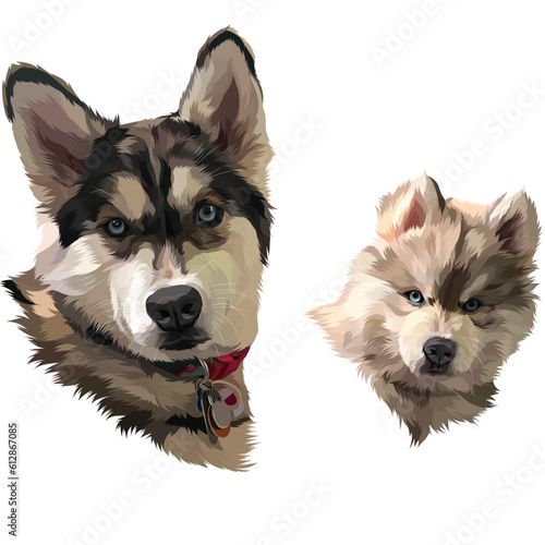 alaskan malamute puppy