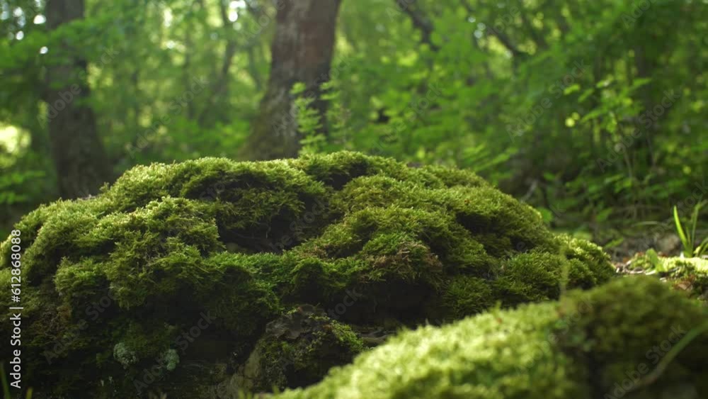 Bright sun glare over green moss on a stone in the forest. Juicy tasty landscape. The happiness of unity with nature. Feast of the soul and body. Wonders of nature. Slow motion camera moves Bright sun glare over green moss on a stone in the forest. Juicy tasty landscape. The happiness of unity with nature. Feast of the soul and body. Wonders of nature. Slow motion camera moves
