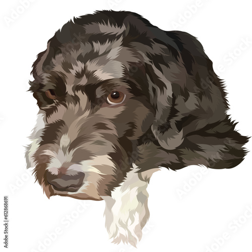 black and white dog