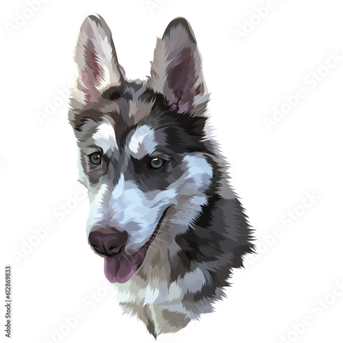 border collie dog