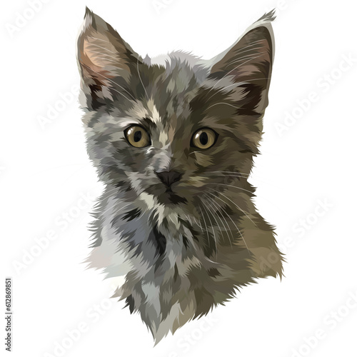 shorthair cat