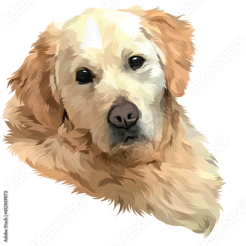 golden retriever dog looking