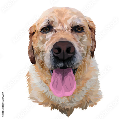 golden retriever puppy