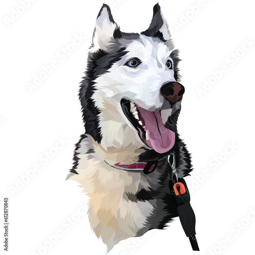 alaskan malamute dog