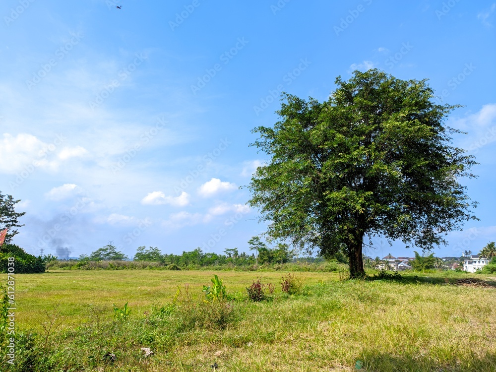tree in the field