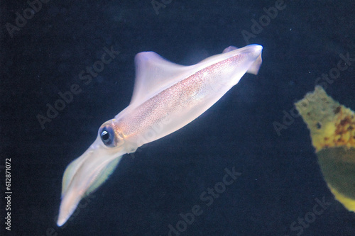 Calamaro - Myopsida photo