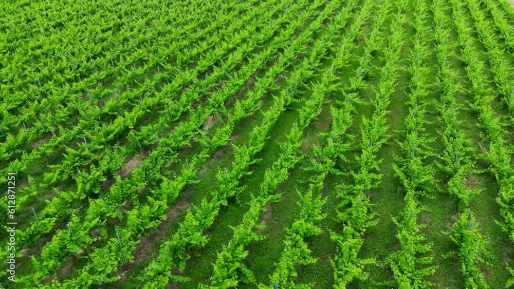 Aerial view of Bordeaux vineyards in spring with lush vegetation, High quality 4k footage Aerial view of Bordeaux vineyards in spring with lush vegetation, High quality 4k footage
