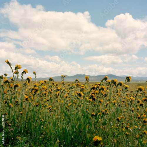 cYellow wildflowers and blue skies at the Carrizo Plains in California photo