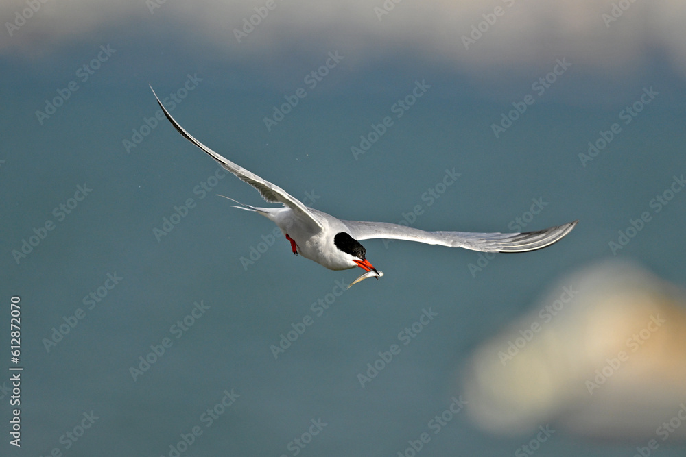 Fototapeta premium Common tern // Flussseeschwalbe (Sterna hirundo)