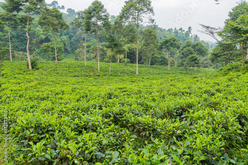 Green fresh tea leaves