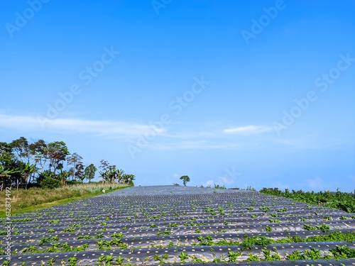 lavender field in the country
