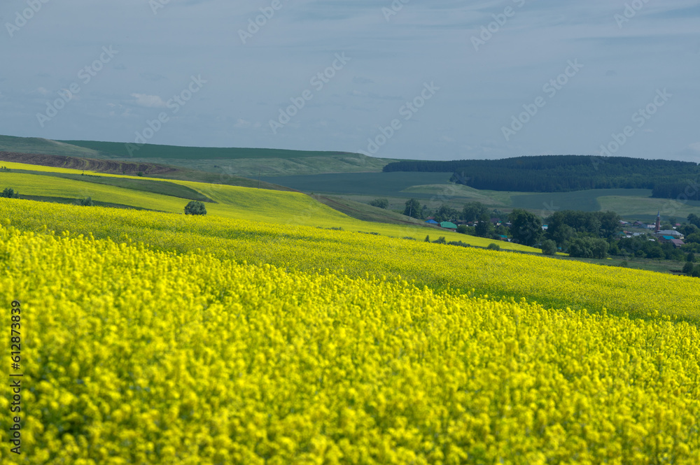 Rapeseed (Brassica napus subsp. Napus) with bright yellow flowering, cultivated thanks to oil-rich seeds, canola is an important source of vegetable oil and a source of protein flour.