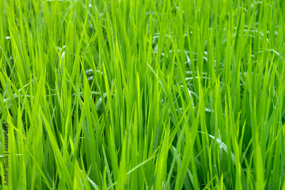 Green rice ear on rice field terrace; green nature background. Green rice ear on rice field terrace; green nature background.