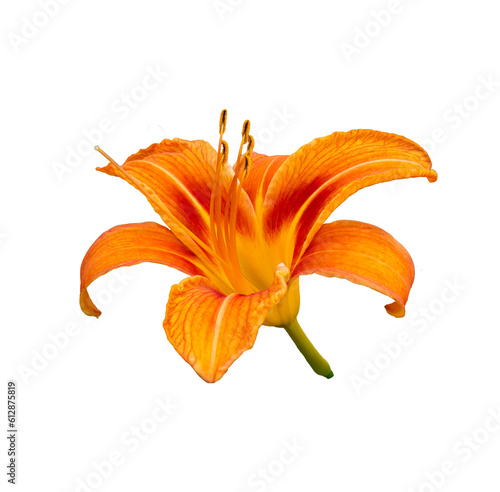 orange lily isolated on white
