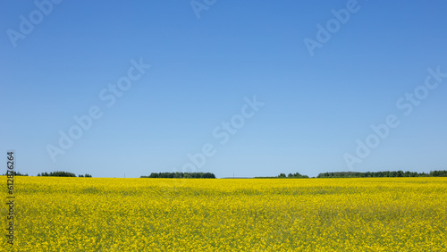Rapeseed field in spring, yellow flowers under a clear and blue sky
