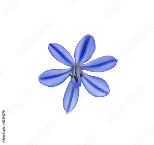 blue flower on white background