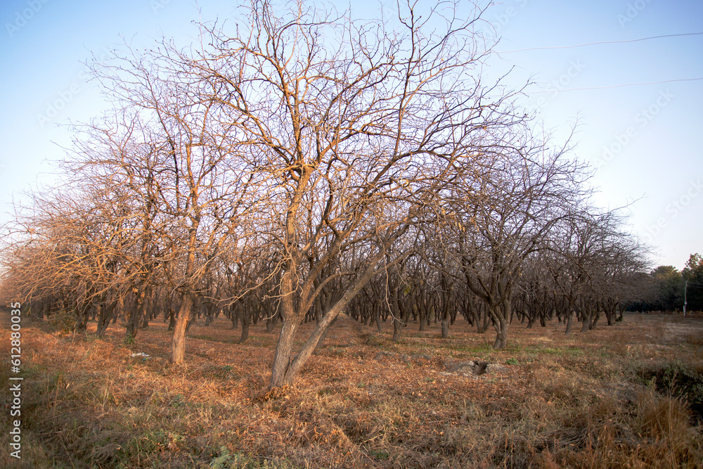 Square row of trees in autumn landscape