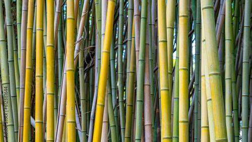 Abstract of yellow and green bamboo. Close up. Background. 