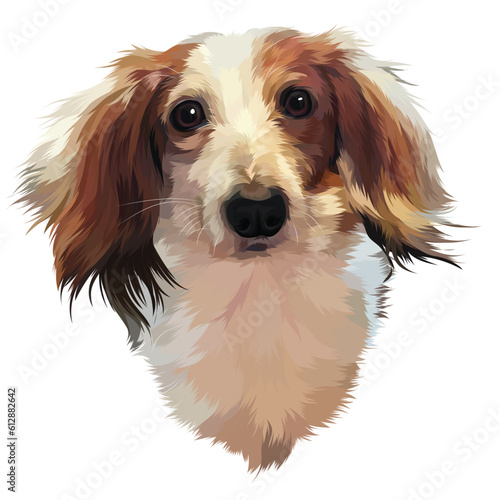 beauty cavalier king charles spaniel