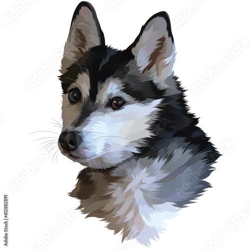 husky dog