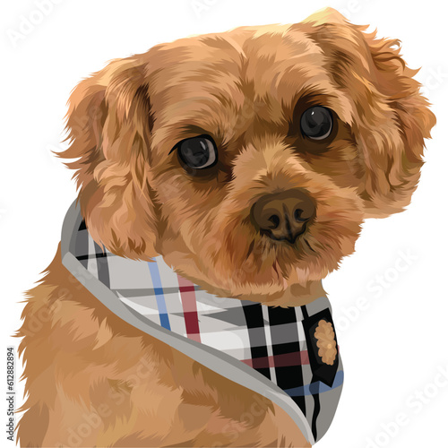 cavalier king charles spaniel square pattern
