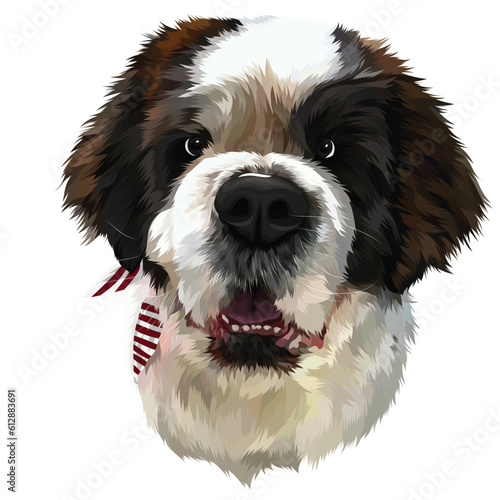 bernese mountain dog