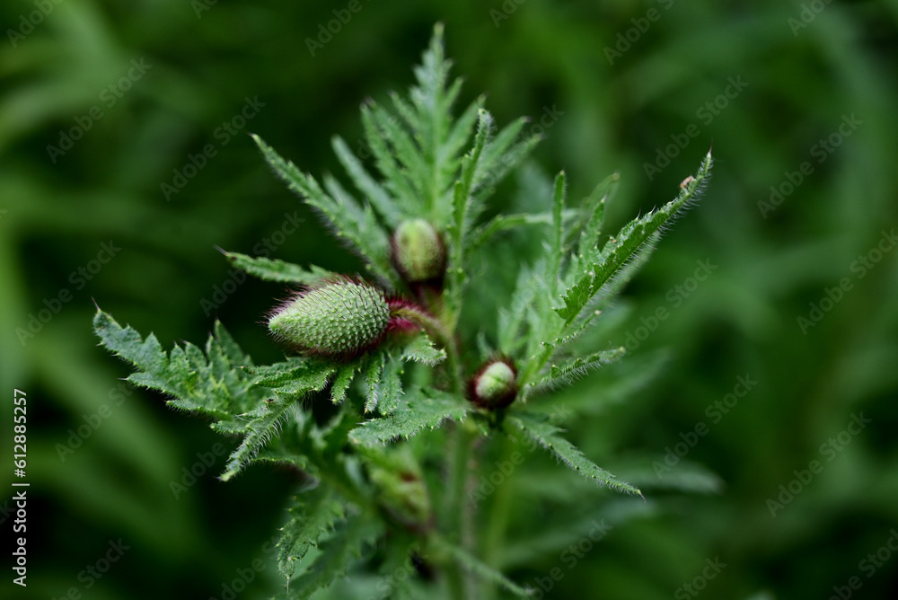 the unopened bud of a poppy flower close-up the unopened bud of a poppy flower close-up
