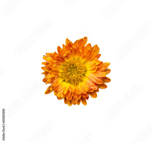 Fototapeta Naklejka Na Ścianę i Meble -  sunflower isolated on white background