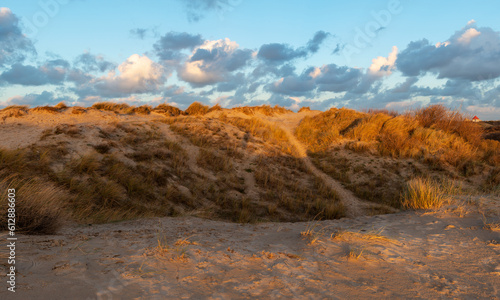 Wind blowing through dune grasses in the sand dunes by a beach at sunset, North Sea, West Flanders, Belgium.