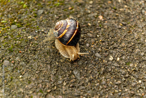A large snail in a shell crawls on the road, a summer day after the rain