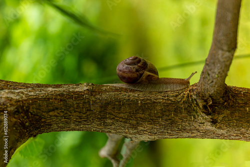 A slow grape snail crawls up the bark of a tree overgrown with moss. Beautiful bokeh in the background. photo