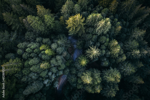 A drone shot of a curve in a road among coniferous trees