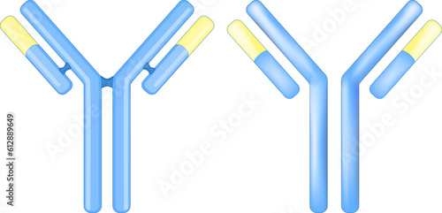 Antibody molecule. Signs or icons of an immunoglobulin.