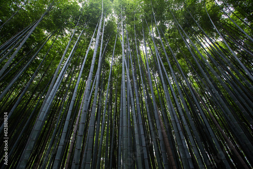 View of bamboo trees