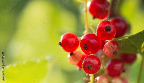 close up on branch of ripe red currant in a garden on green background. in su...