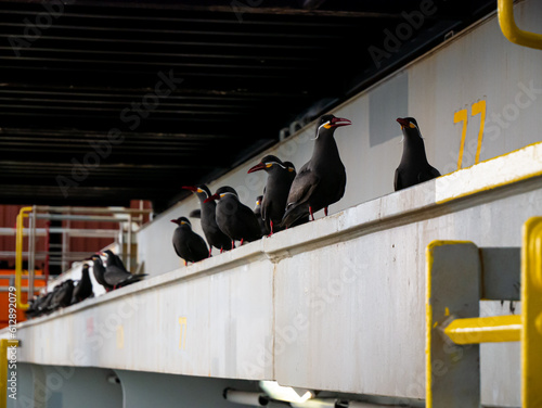 Group of Inca tern birds are siting on the cargo hold coaming of the cargo ship in the waters of Peru
