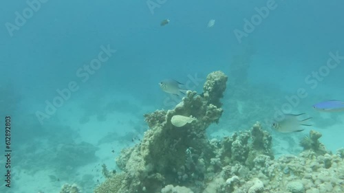 electric ray bumping reef