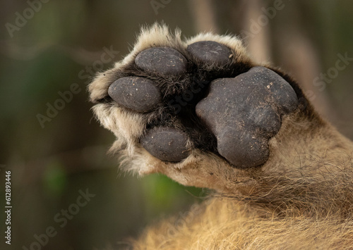 A close view of a paw of lion at Masai Mara, Kenya